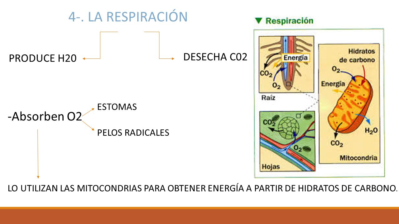 4-. LA RESPIRACIÓN -Absorben O2 DESECHA C02 PRODUCE H20 ESTOMAS
