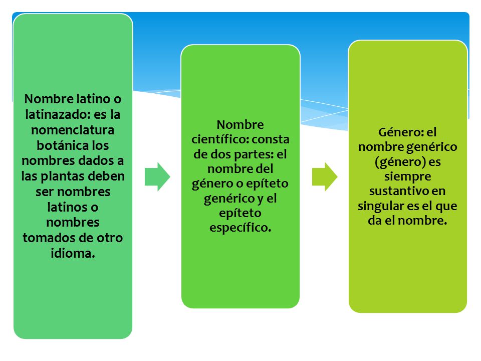 Nombre latino o latinazado: es la nomenclatura botánica los nombres dados a las plantas deben ser nombres latinos o nombres tomados de otro idioma.