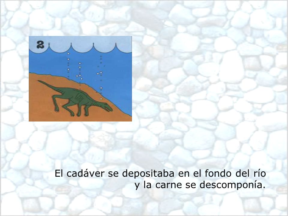 El cadáver se depositaba en el fondo del río y la carne se descomponía.