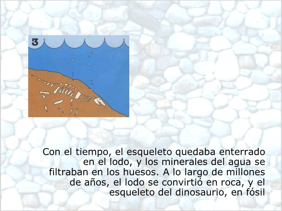 Con el tiempo, el esqueleto quedaba enterrado en el lodo, y los minerales del agua se filtraban en los huesos.