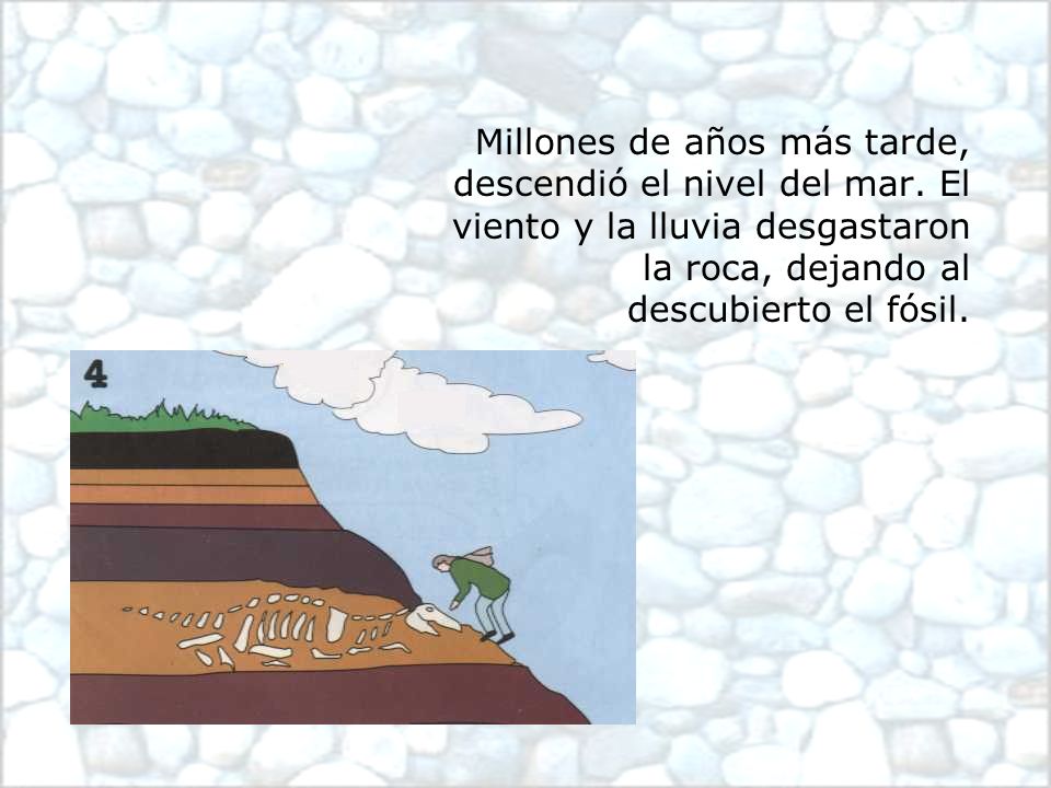 Millones de años más tarde, descendió el nivel del mar