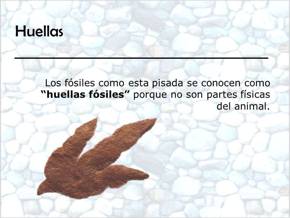 Huellas Los fósiles como esta pisada se conocen como huellas fósiles porque no son partes físicas del animal.