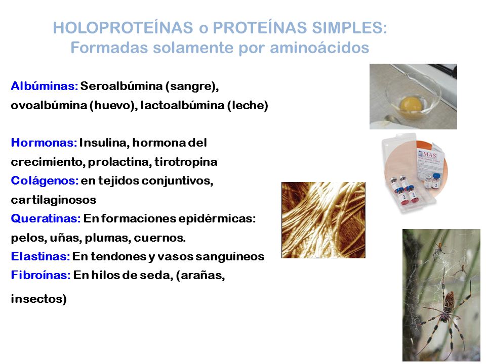 HOLOPROTEÍNAS o PROTEÍNAS SIMPLES: Formadas solamente por aminoácidos