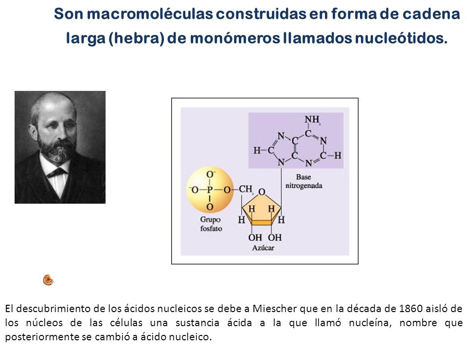 Son macromoléculas construidas en forma de cadena larga (hebra) de monómeros llamados nucleótidos.