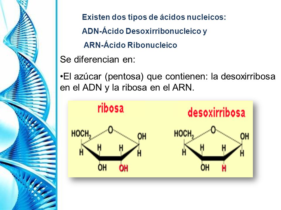 Existen dos tipos de ácidos nucleicos: