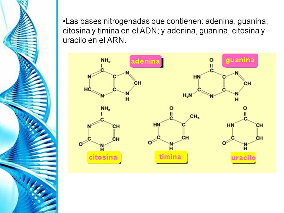 Las bases nitrogenadas que contienen: adenina, guanina, citosina y timina en el ADN; y adenina, guanina, citosina y uracilo en el ARN.