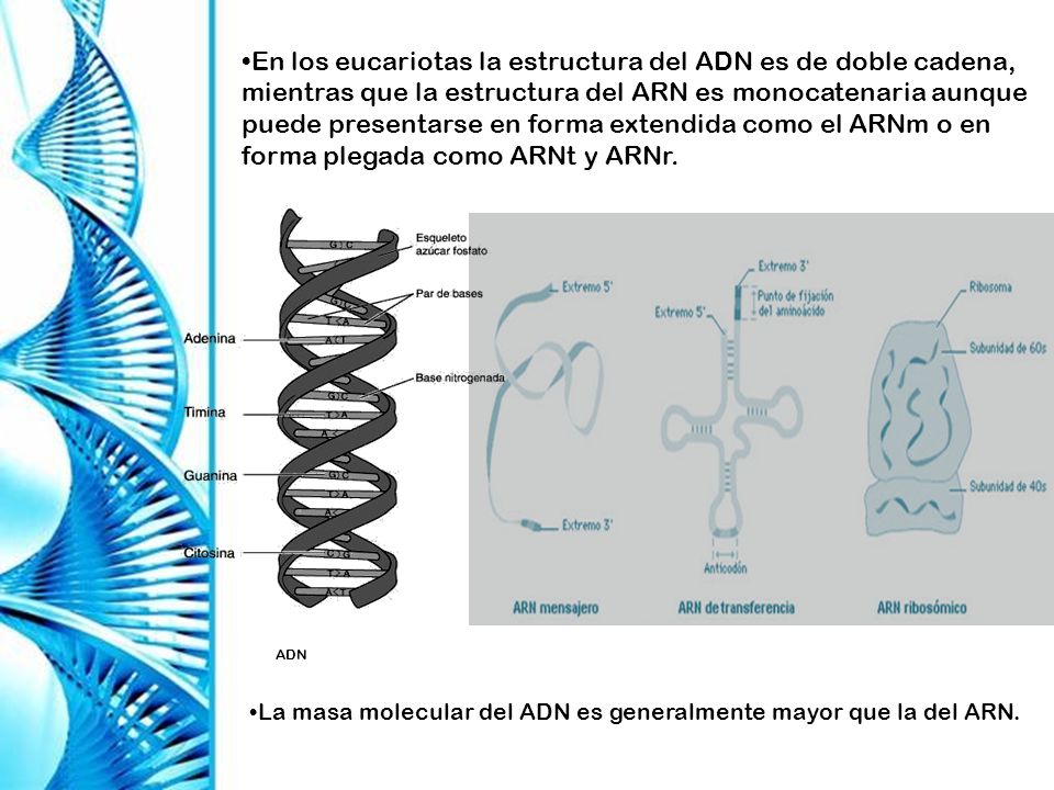 En los eucariotas la estructura del ADN es de doble cadena, mientras que la estructura del ARN es monocatenaria aunque puede presentarse en forma extendida como el ARNm o en forma plegada como ARNt y ARNr.