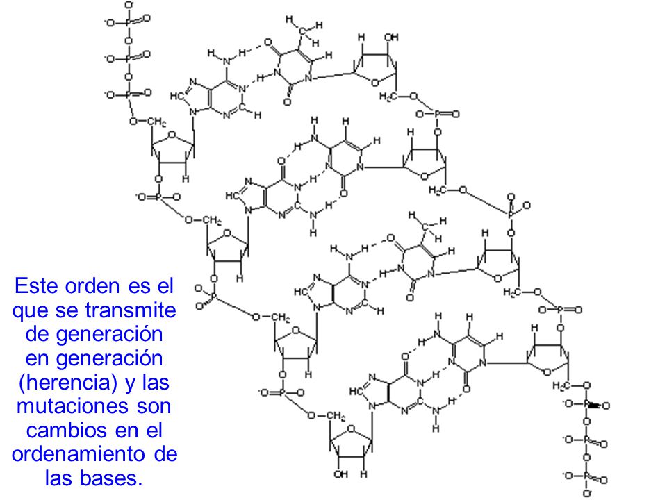 Este orden es el que se transmite de generación en generación (herencia) y las mutaciones son cambios en el ordenamiento de las bases.
