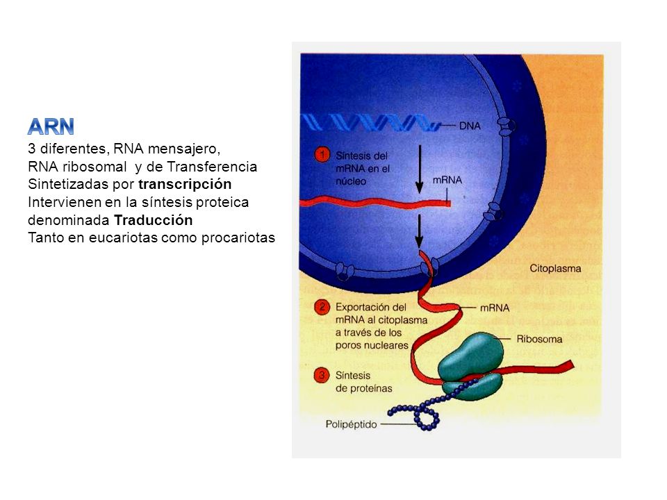 ARN 3 diferentes, RNA mensajero, RNA ribosomal y de Transferencia