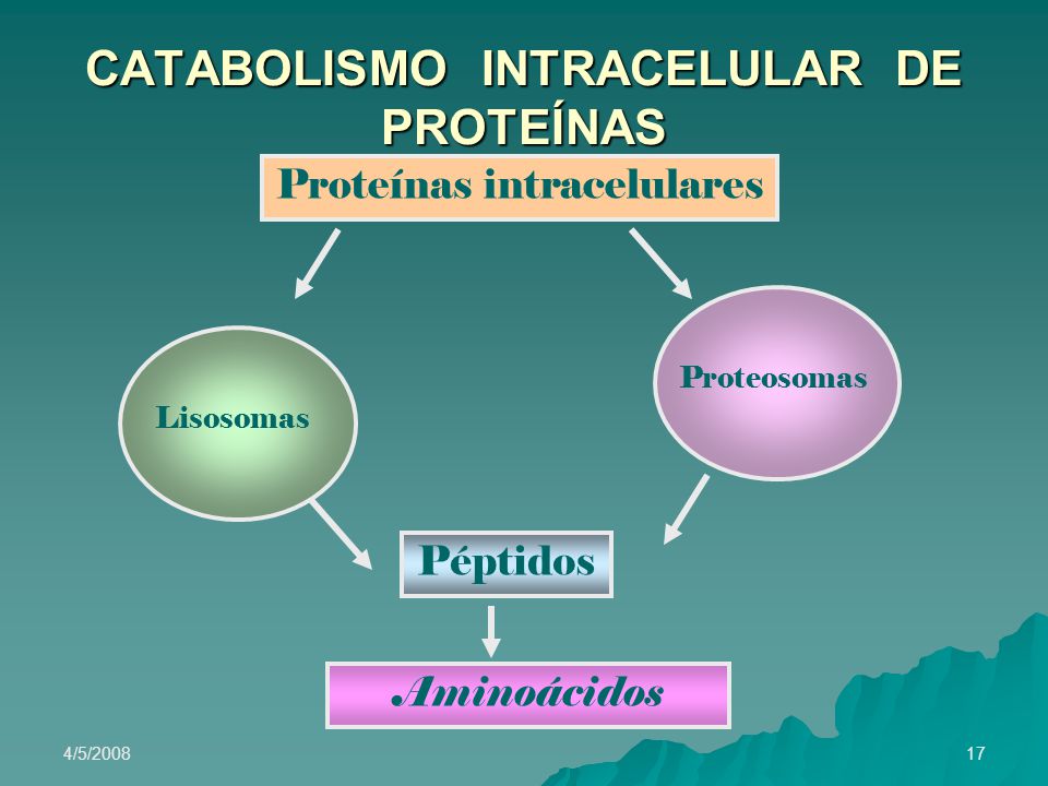 CATABOLISMO INTRACELULAR DE PROTEÍNAS