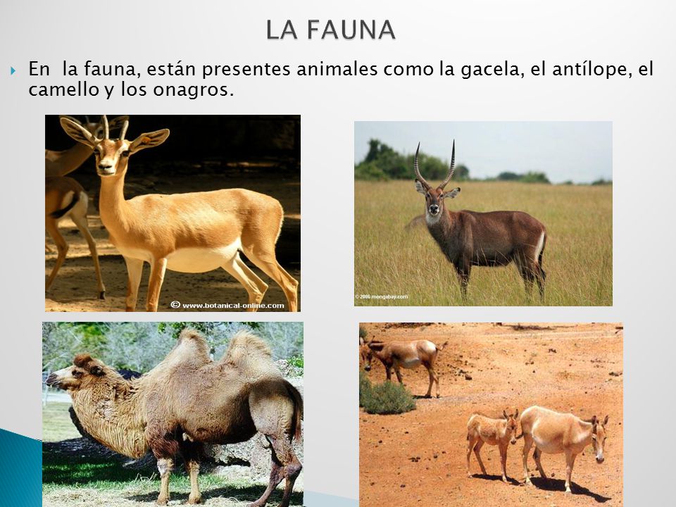 LA FAUNA En la fauna, están presentes animales como la gacela, el antílope, el camello y los onagros.