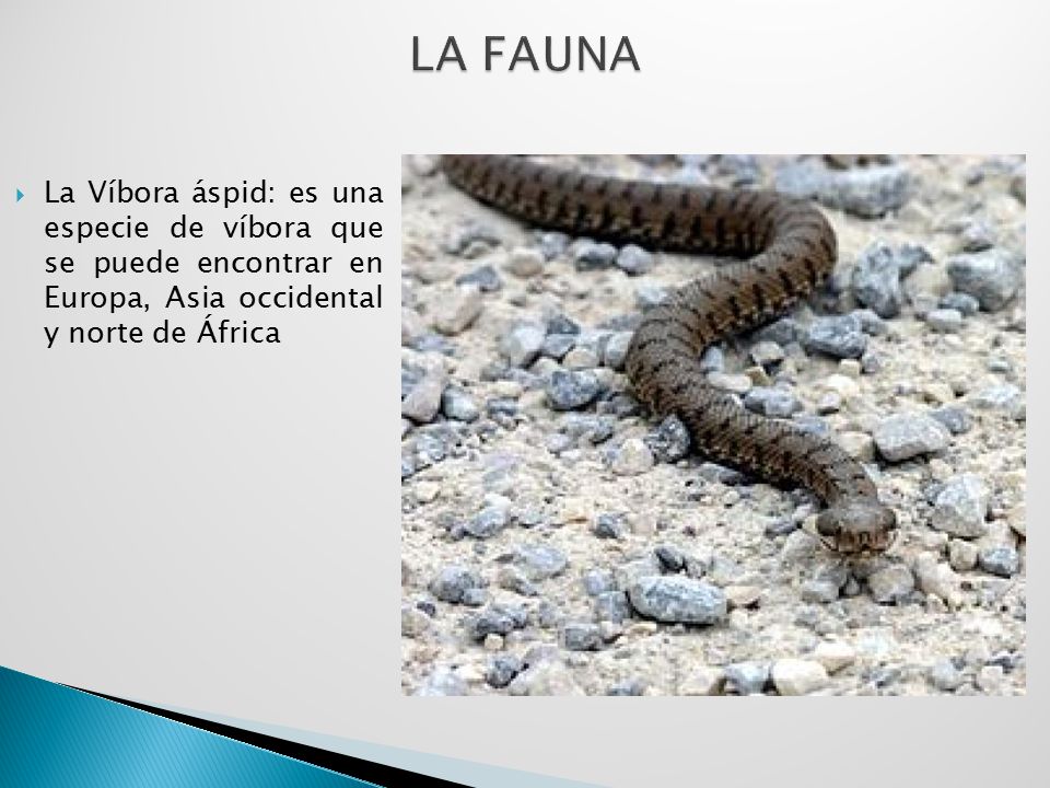 LA FAUNA La Víbora áspid: es una especie de víbora que se puede encontrar en Europa, Asia occidental y norte de África.