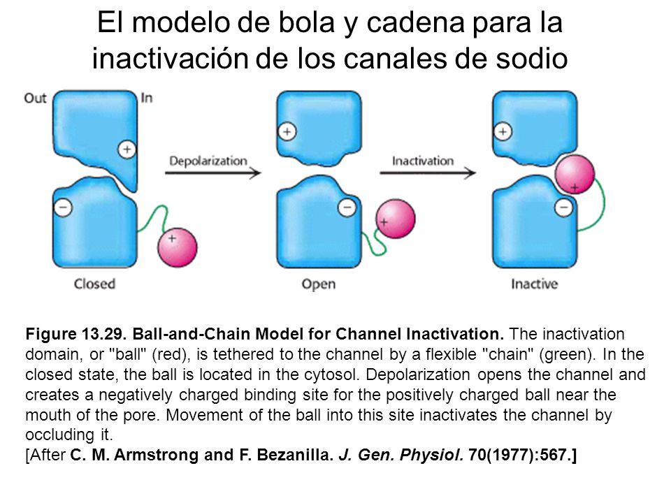 El modelo de bola y cadena para la inactivación de los canales de sodio