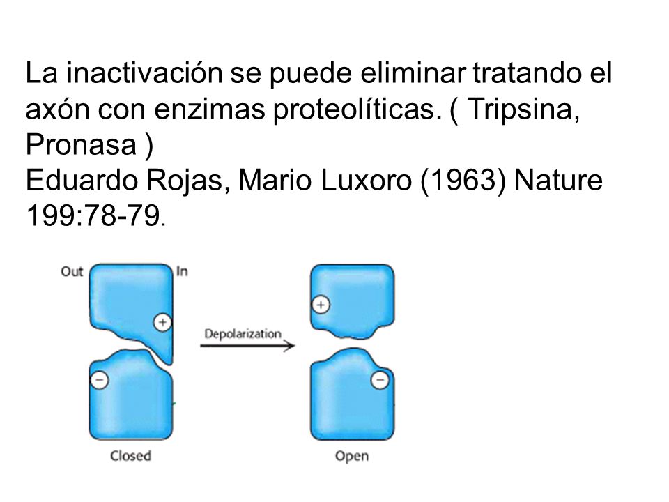 La inactivación se puede eliminar tratando el axón con enzimas proteolíticas.