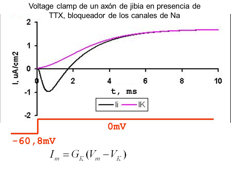 Voltage clamp de un axón de jibia en presencia de TTX, bloqueador de los canales de Na