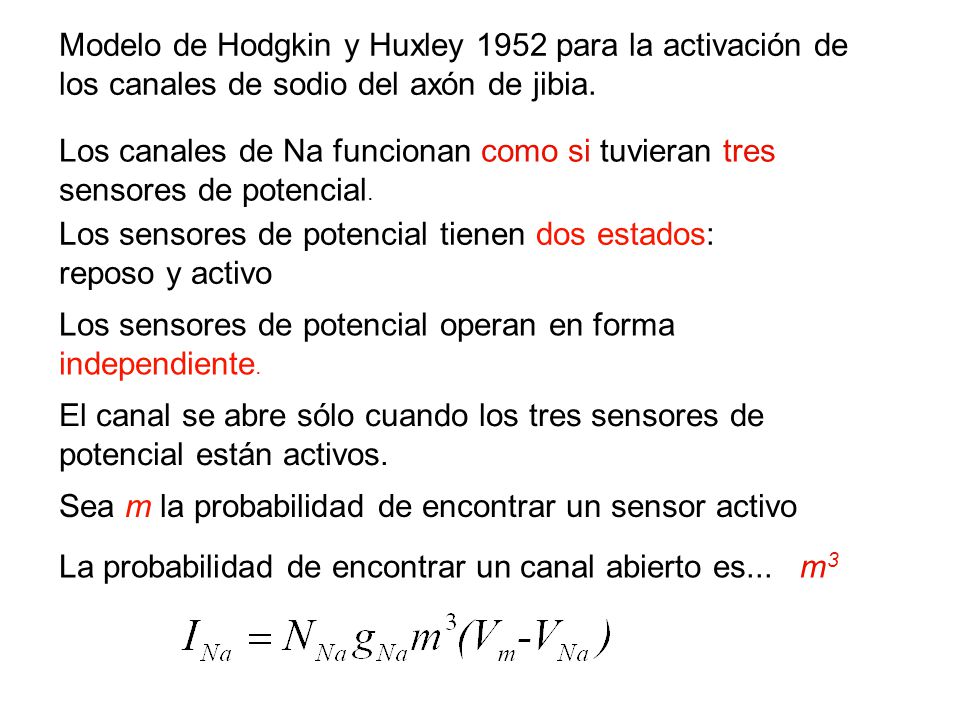 Modelo de Hodgkin y Huxley 1952 para la activación de los canales de sodio del axón de jibia.