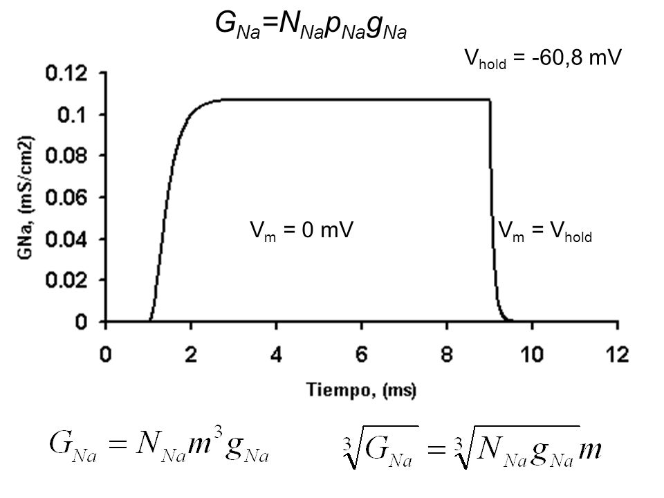 GNa=NNapNagNa Vhold = -60,8 mV Vm = 0 mV Vm = Vhold