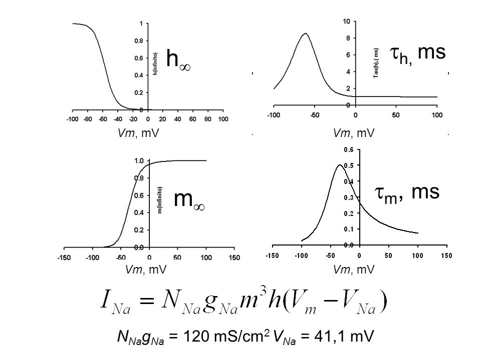 h, ms h m, ms m NNagNa = 120 mS/cm2 VNa = 41,1 mV Vm, mV Vm, mV