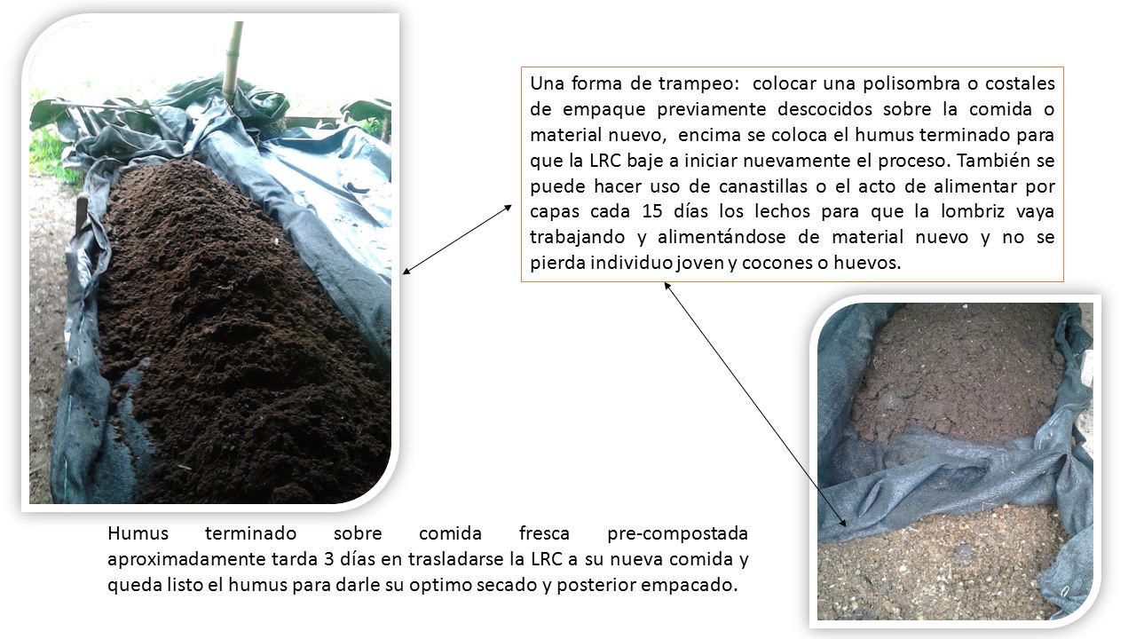 Una forma de trampeo: colocar una polisombra o costales de empaque previamente descocidos sobre la comida o material nuevo, encima se coloca el humus terminado para que la LRC baje a iniciar nuevamente el proceso. También se puede hacer uso de canastillas o el acto de alimentar por capas cada 15 días los lechos para que la lombriz vaya trabajando y alimentándose de material nuevo y no se pierda individuo joven y cocones o huevos.