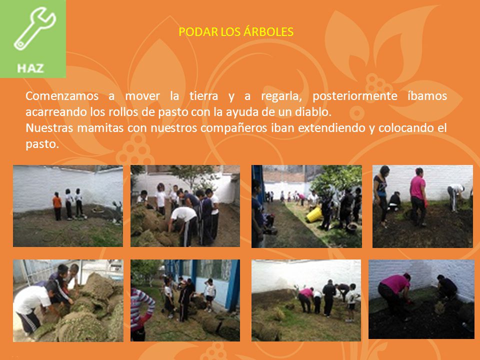 PODAR LOS ÁRBOLES Comenzamos a mover la tierra y a regarla, posteriormente íbamos acarreando los rollos de pasto con la ayuda de un diablo.