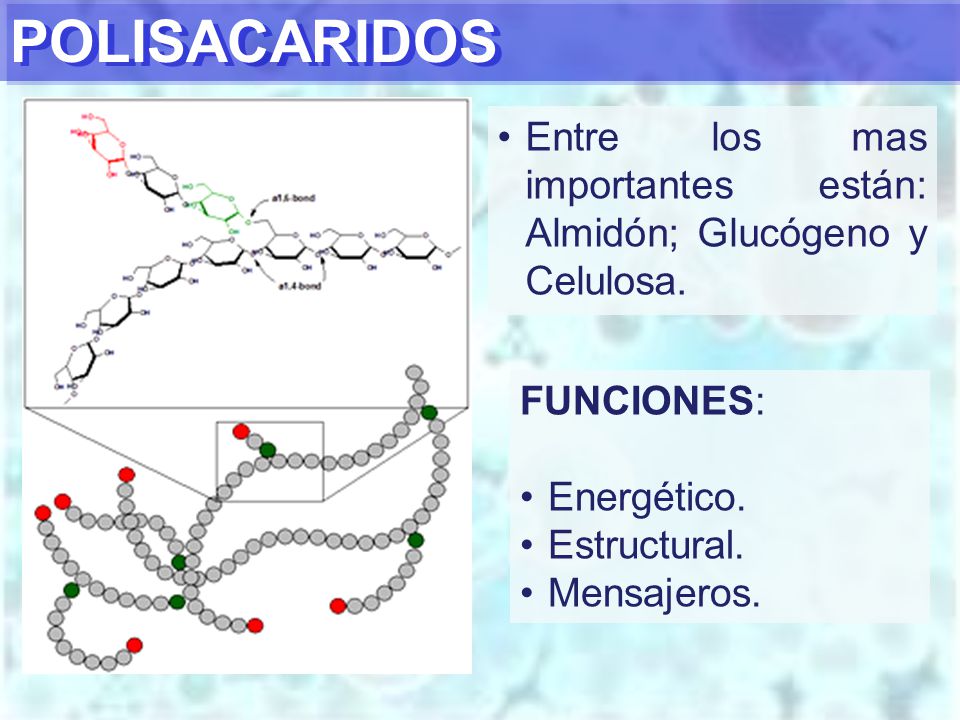 POLISACARIDOS Entre los mas importantes están: Almidón; Glucógeno y Celulosa. FUNCIONES: Energético.