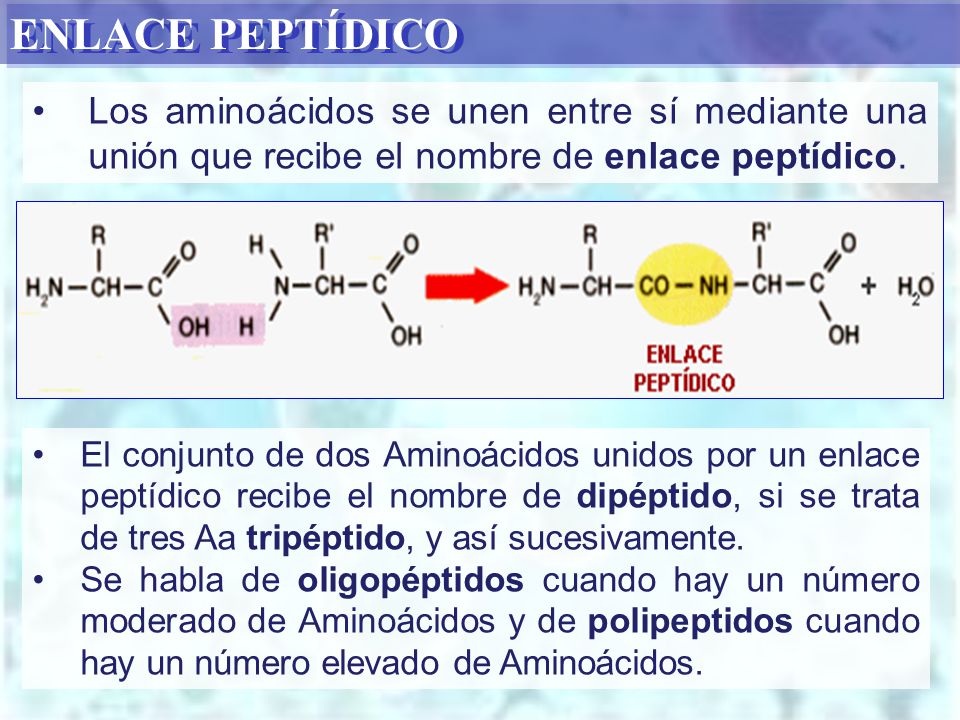 ENLACE PEPTÍDICO Los aminoácidos se unen entre sí mediante una unión que recibe el nombre de enlace peptídico.