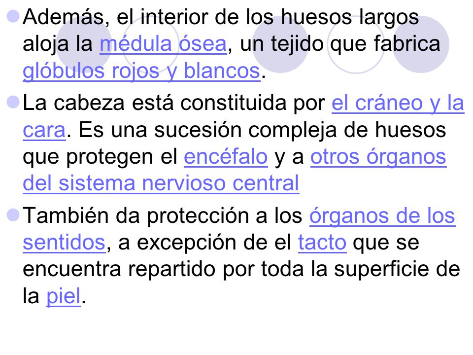 Además, el interior de los huesos largos aloja la médula ósea, un tejido que fabrica glóbulos rojos y blancos.