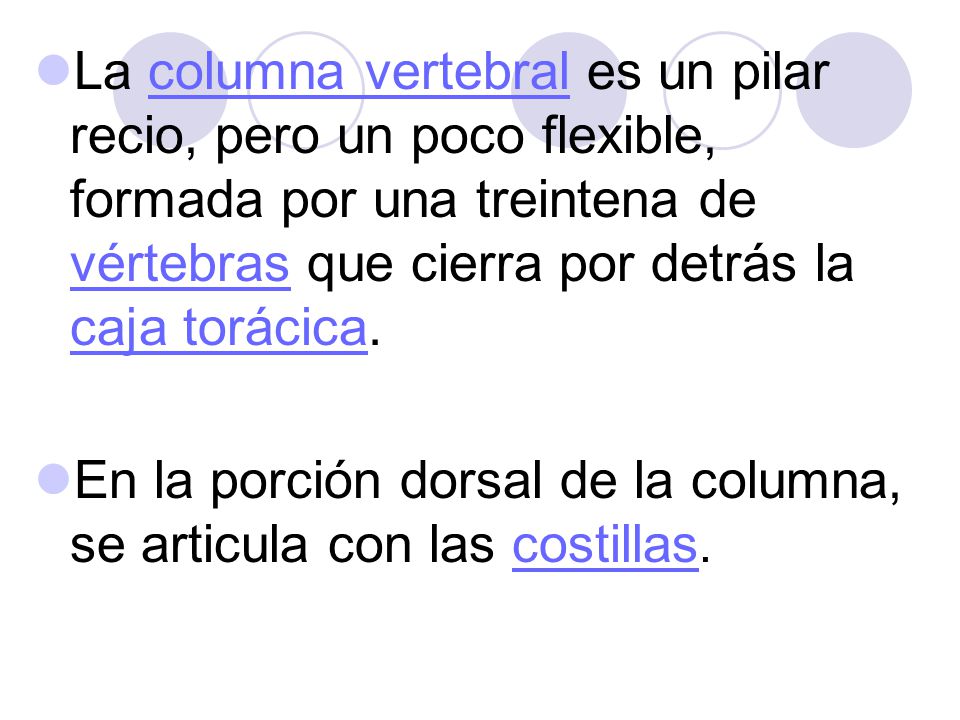 La columna vertebral es un pilar recio, pero un poco flexible, formada por una treintena de vértebras que cierra por detrás la caja torácica.