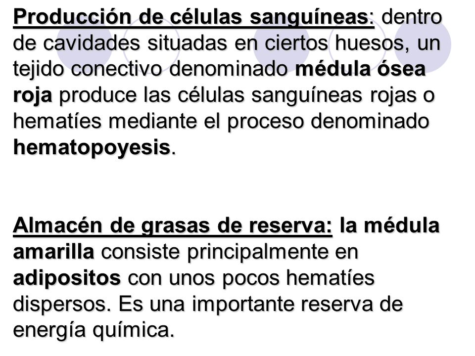 Producción de células sanguíneas: dentro de cavidades situadas en ciertos huesos, un tejido conectivo denominado médula ósea roja produce las células sanguíneas rojas o hematíes mediante el proceso denominado hematopoyesis.