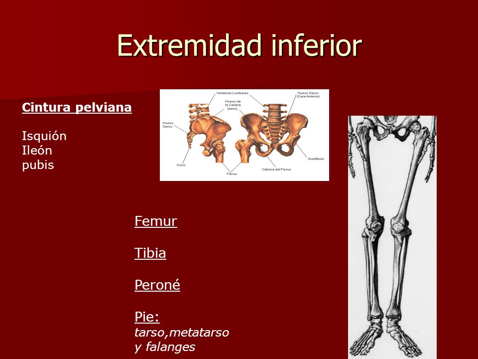Extremidad inferior Femur Tibia Peroné Pie: tarso,metatarso y falanges