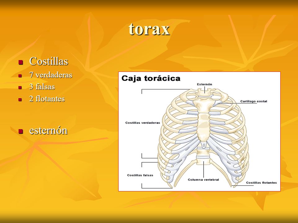 torax Costillas 7 verdaderas 3 falsas 2 flotantes esternón