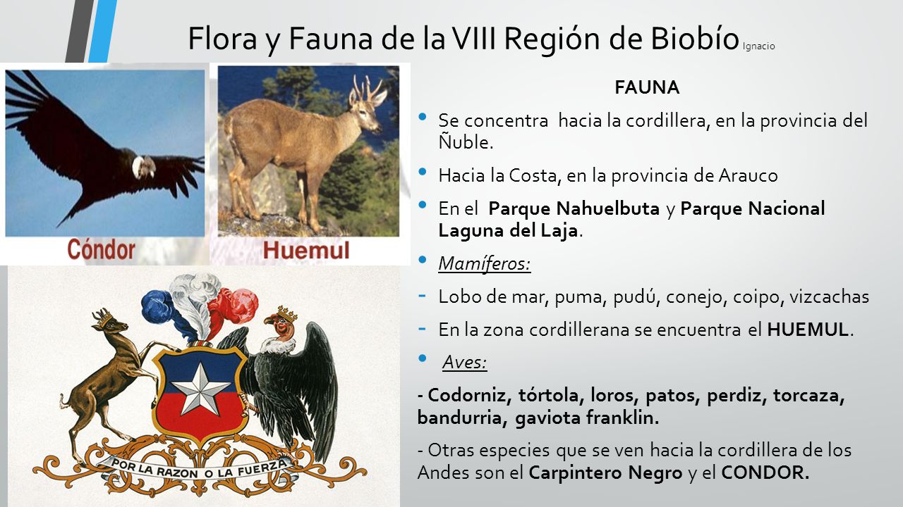 Flora y Fauna de la VIII Región de Biobío Ignacio