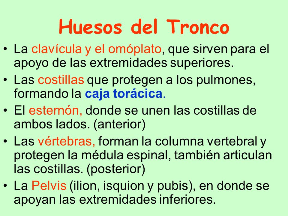 Huesos del Tronco La clavícula y el omóplato, que sirven para el apoyo de las extremidades superiores.