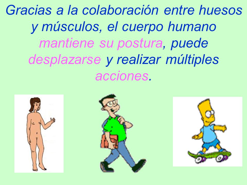 Gracias a la colaboración entre huesos y músculos, el cuerpo humano mantiene su postura, puede desplazarse y realizar múltiples acciones.