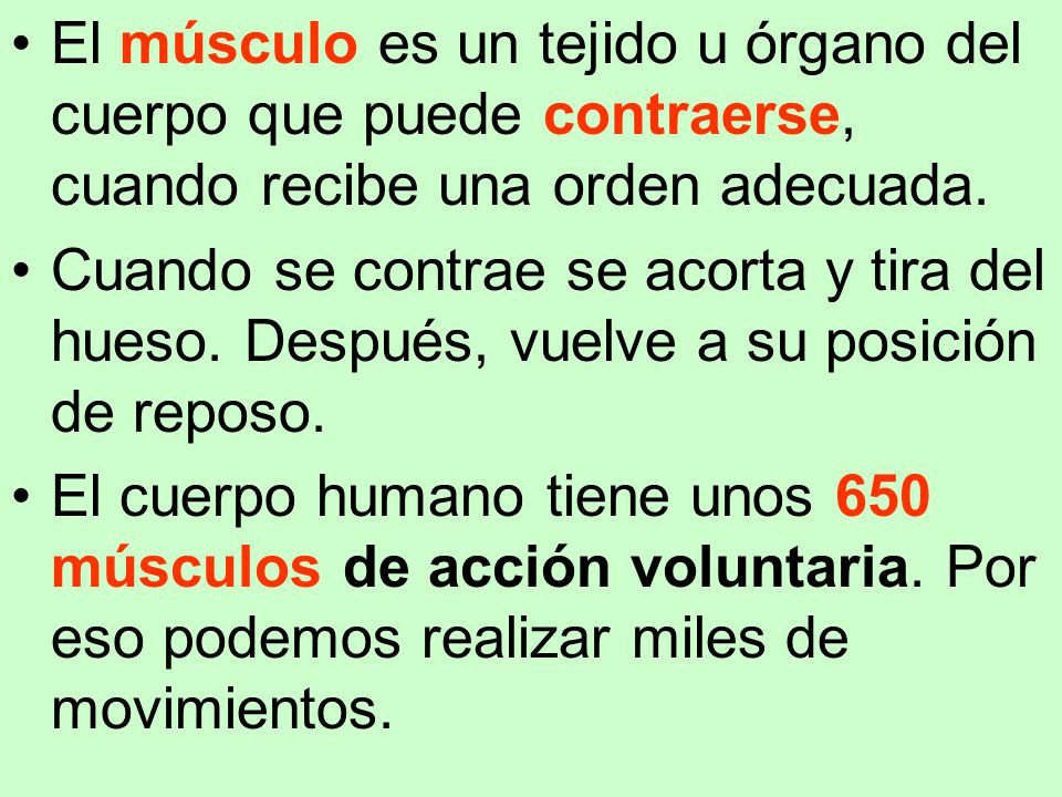 El músculo es un tejido u órgano del cuerpo que puede contraerse, cuando recibe una orden adecuada.