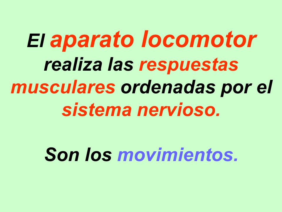 El aparato locomotor realiza las respuestas musculares ordenadas por el sistema nervioso.