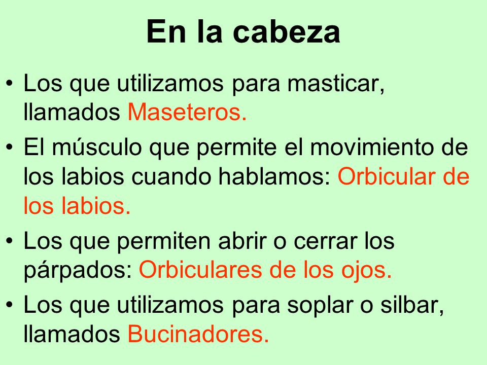 En la cabeza Los que utilizamos para masticar, llamados Maseteros.