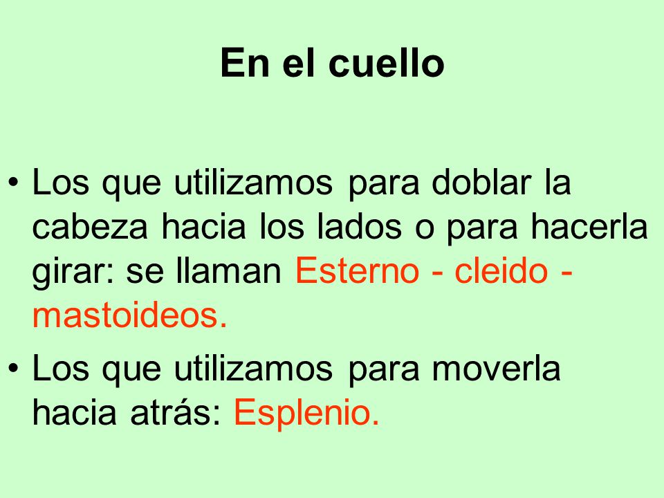 En el cuello Los que utilizamos para doblar la cabeza hacia los lados o para hacerla girar: se llaman Esterno - cleido - mastoideos.