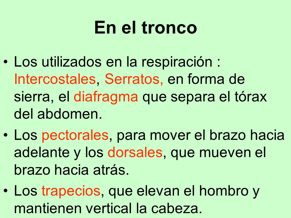 En el tronco Los utilizados en la respiración : Intercostales, Serratos, en forma de sierra, el diafragma que separa el tórax del abdomen.