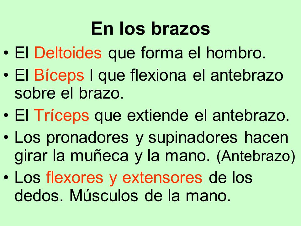 En los brazos El Deltoides que forma el hombro.