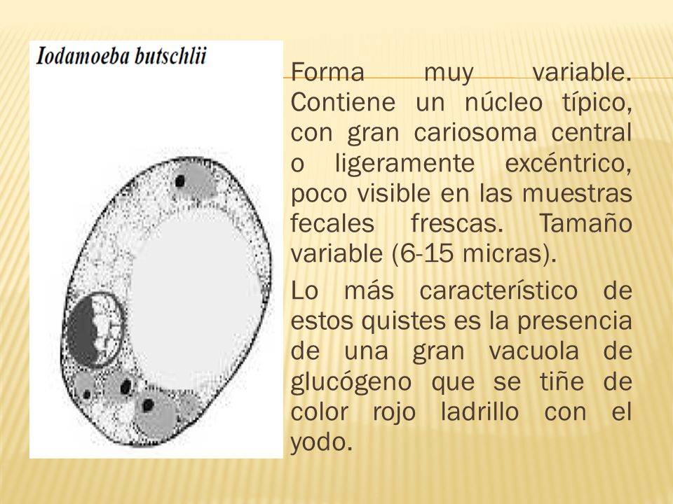 Forma muy variable.