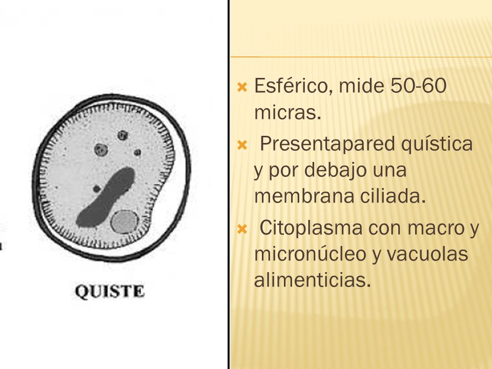 Esférico, mide micras. Presentapared quística y por debajo una membrana ciliada.