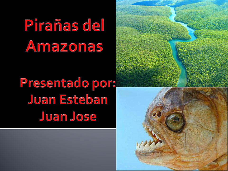 Pirañas del Amazonas Presentado por: Juan Esteban Juan Jose