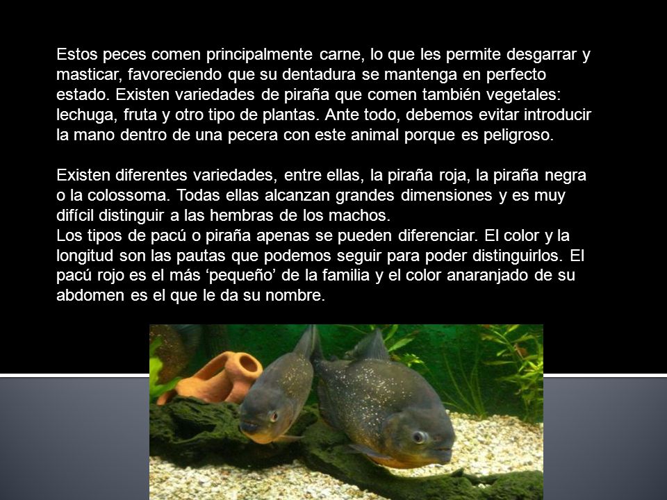 Estos peces comen principalmente carne, lo que les permite desgarrar y masticar, favoreciendo que su dentadura se mantenga en perfecto estado. Existen variedades de piraña que comen también vegetales: lechuga, fruta y otro tipo de plantas. Ante todo, debemos evitar introducir la mano dentro de una pecera con este animal porque es peligroso.