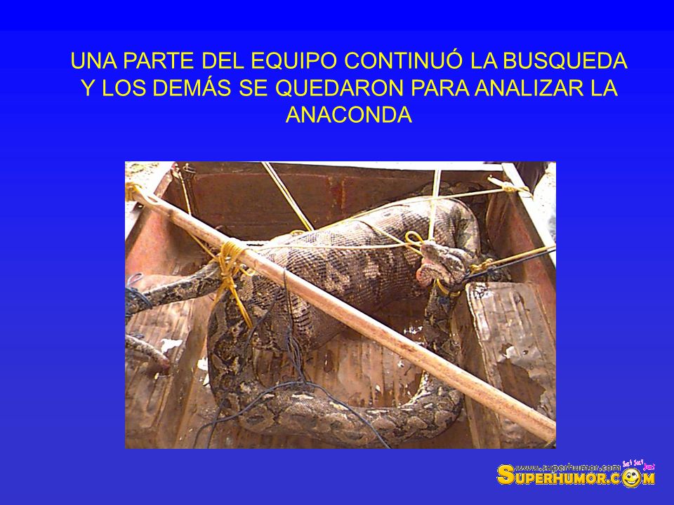 UNA PARTE DEL EQUIPO CONTINUÓ LA BUSQUEDA Y LOS DEMÁS SE QUEDARON PARA ANALIZAR LA ANACONDA