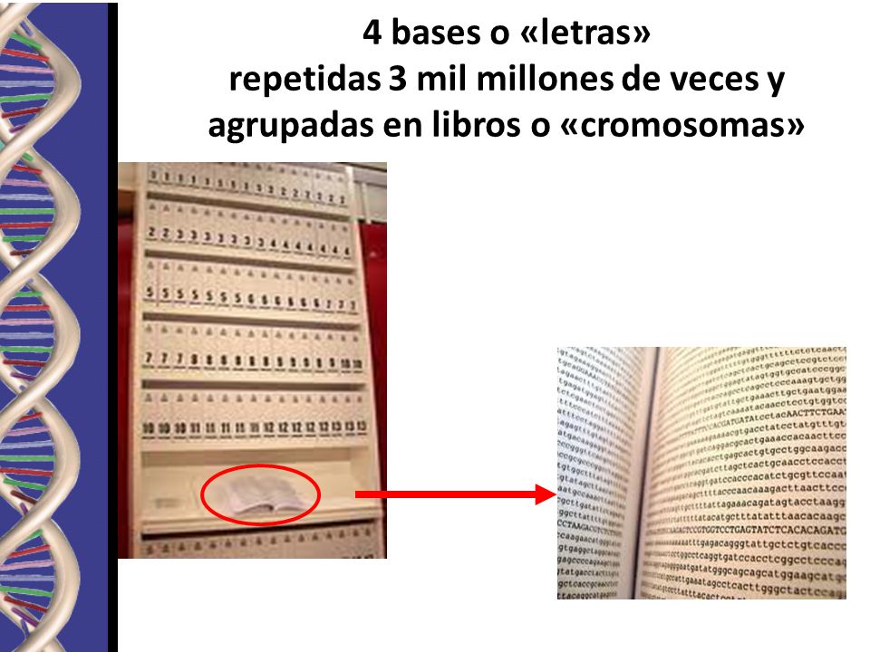 4 bases o «letras» repetidas 3 mil millones de veces y agrupadas en libros o «cromosomas»