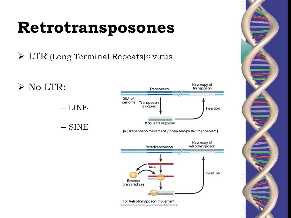 Retrotransposones LTR (Long Terminal Repeats)≈ virus No LTR: LINE SINE