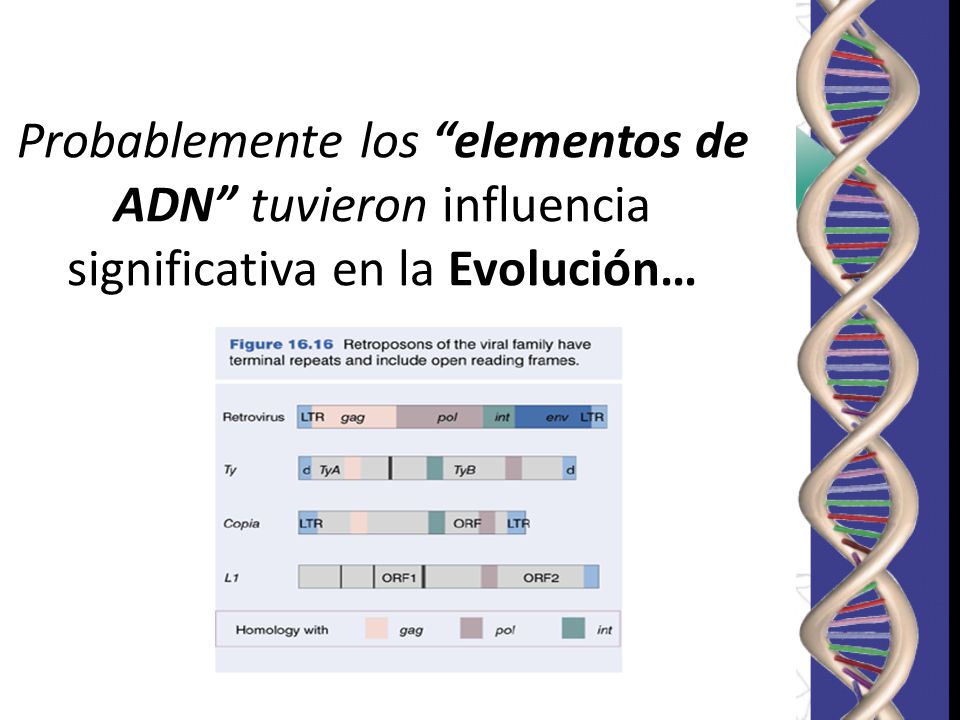 Probablemente los elementos de ADN tuvieron influencia significativa en la Evolución…