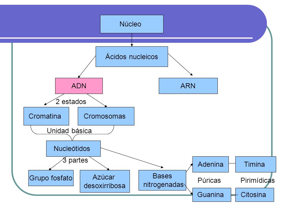 Núcleo Ácidos nucleicos. ADN. ARN. 2 estados. Cromatina. Cromosomas. Unidad básica. Nucleótidos.
