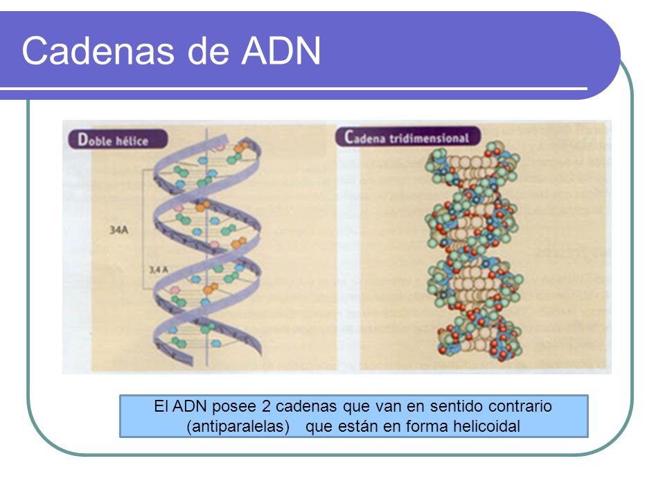 Cadenas de ADN El ADN posee 2 cadenas que van en sentido contrario (antiparalelas) que están en forma helicoidal.